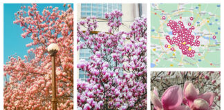Viața în roz. „Harta Magnoliilor” are aproape 900 de arbori marcați Harta Magnoliilor din bucurești