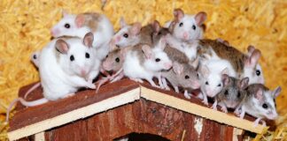 Cercetătorii au creat șoareci cu doi tați după ce au obținut ovule din celule masculine șoareci