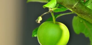 Câte calorii are un măr verde mare, mediu sau mic. 100 de grame câte calorii are un măr verde