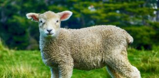 Bărbat înjunghiat mortal în piept de un alt bărbat care voia să sacrifice un miel miel