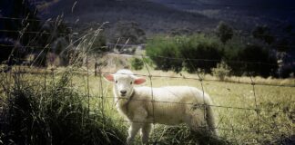 Răsturnare de situație în cazul bărbatului înjunghiat în timpul sacrificării unui miel miel