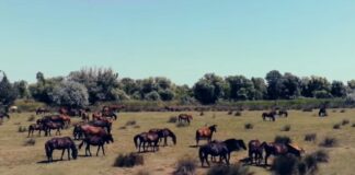 Guvernatorul Deltei spune că Pădurea Letea e afectată de cai: „Peste 2.000 de copaci au fost distruși” pădurea letea