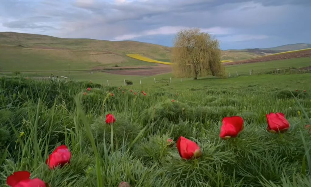 FOTO: Rezervația Naturală Zau de Câmpie/Facebook