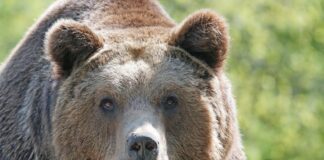 Câți oameni au fost uciși de urșii din România în ultimii 6 ani urs