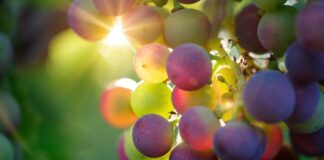 Câte calorii are un strugure. Dar un ciorchine de 100 de grame câte calorii are un strugure