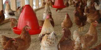 Un nou abator de pui va fi înființat în România. Vor fi angajați 600 de oameni pui găini