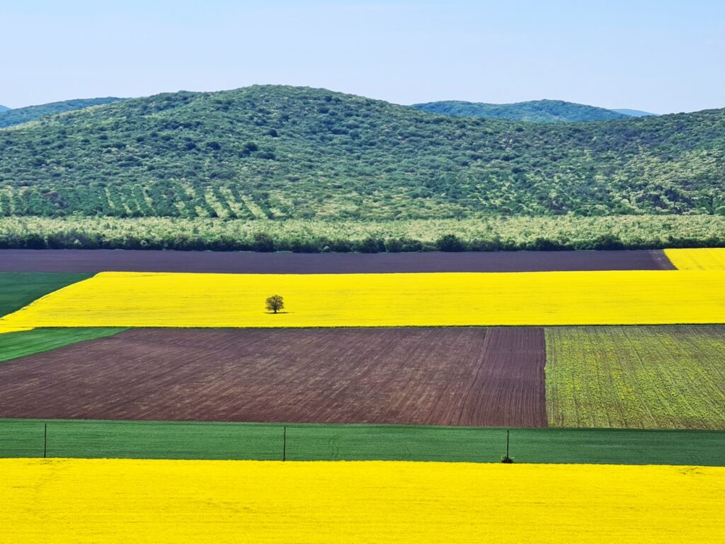 rapiță munții măcin dobrogea