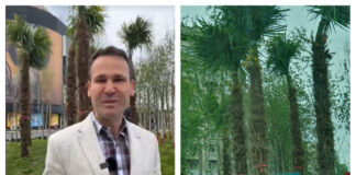 Bucureștiul are, de azi, palmieri în Piața Unirii. Negoiță: „Vom avea și în București unde să facem poze cu palmieri” palmieri bucurești piața unirii