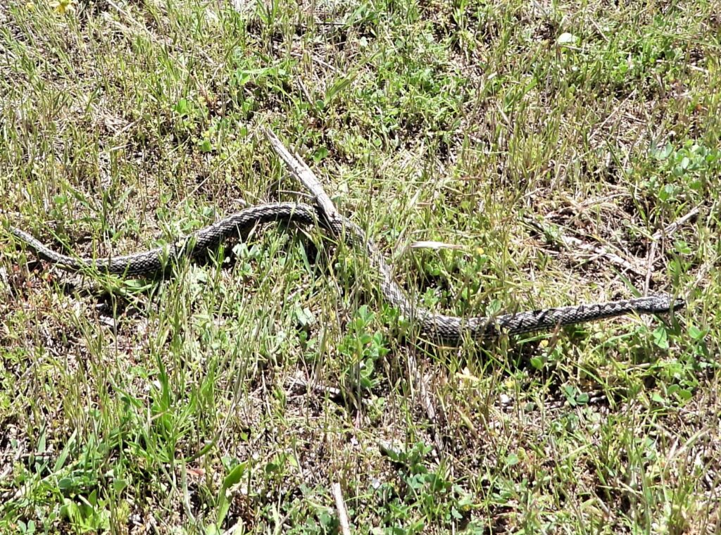 FOTO: Institutul National de Cercetare-Dezvoltare "Delta Dunarii" - INCDDD