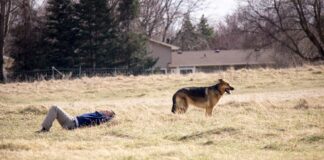 20 de atacuri ale câinilor de stână asupra drumeților. „Situația este scăpată de sub control” câine