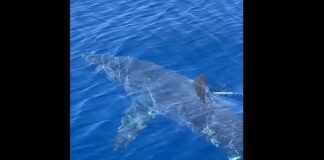 Un rechin a fost filmat în largul insulei Zakynthos din Grecia. „Primul rechin pe care l-am văzut în apele noastre” rechin grecia zakynthos