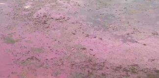 Un lac din România a devenit roz. Care este explicația