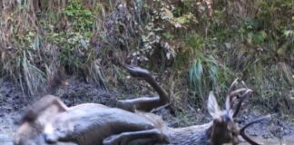 Video viral. Un cerb a fost filmat în timp ce se bălăcea într-un ochi de apă cerb baie nămol