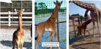 S-a născut singura girafă fără pete din lume girafă fără pete