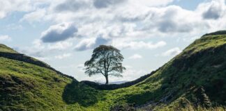 Un arbore celebru, de 300 de ani, a fost tăiat cu drujba de un adolescent. „Nu văd logica a ceea ce s-a întâmplat” arbore tăiat marea britanie