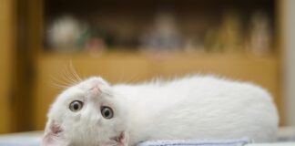 Primul vaccin pentru alergia la părul de pisică. Încep testele pe oameni pisică
