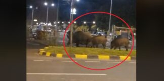 O familie de mistreți a fost surprinsă la plimbare pe străzile unui oraș din România mistreți în brașov