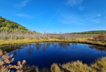 Secretul din inima vulcanică a României și peisajul straniu unde m-am simțit teleportată pe altă planetă tinovul mohoș obiective turistice harghita