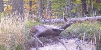 Pui de cerb filmat în timp ce se bălăcea fericit la scăldătoare: “Bucurie pură în mijlocul naturii ” | VIDEO cerb