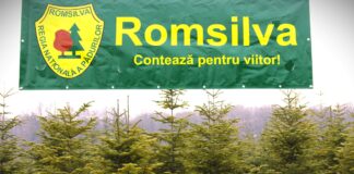 Brazi ieftini scoși la vânzare de Romsilva. 15 lei un molid, 35 de lei un brad