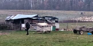 Copil de 13 ani, „închiriat” de părinți ca să muncească la 2 stâne stână trafic minori