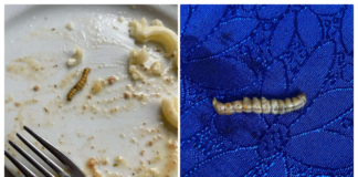 Viermi în mâncare la școala de poliție. „Deci așa rău mi s-a făcut” viermi