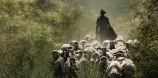 Un traseu de transhumanță din România, ce străbate 10 sate, a intrat în UNESCO turme de oi