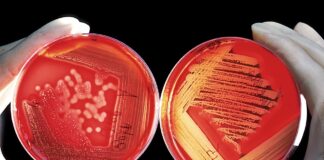 A fost descoperit un nou antibiotic ce distruge o superbacterie rezistentă la majoritatea medicamentelor actuale bacterie rezistentă