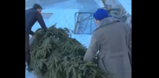 De ce suedezii își aruncă brazii de Crăciun în apă după sărbătorile de iarnă brazi apă suedia