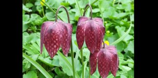 A înflorit laleaua pestriță, o plantă rară din România. Locurile unde poate fi admirată laleaua pestriță