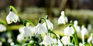 Imagini superbe cu ghioceii care au cucerit un întreg versant dintr-un parc natural din România ghiocei