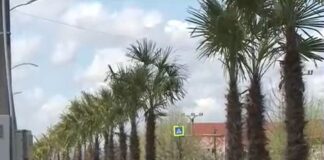 Acum și la țară. Primarul unei comune a plantat palmieri pe marginea drumului palmieri șimian