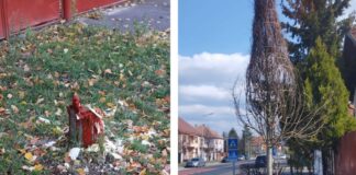 Un bărbat a tăiat teiul din fața porții pentru că era deranjat de frunze. Fapta i-a adus o „notă de plată” uriașă tei tăiat sibiu