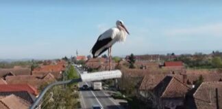 Cea mai bătrână barză din România. „Face naveta în fiecare an până în Africa și înapoi” barză românia cea mai bătrână