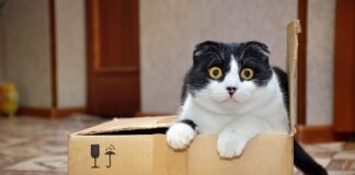 Un cuplu și-a expediat din greșeală pisica prin poștă într-un colet returnat pisică cutie retur