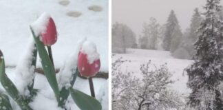 După 30 de grade în aprilie, acum ninge în satele de munte ninsoare