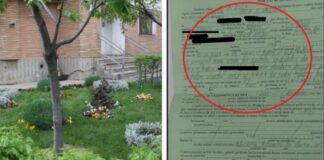 Bătrână de 76 de ani, amendată de Poliția Locală cu 200 de lei pentru că a plantat flori în curtea blocului