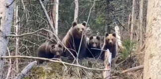Imagini rare cu o ursoaică cu 3 pui, într-o pădure din România ursoaica 3 pui