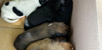 Amendă uriașă pentru un bărbat care a abandonat 7 căței într-o plasă aruncată din mașină câini abandonați