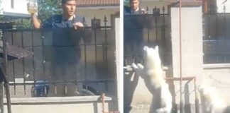 Un bărbat a stropit cu benzină câinii vecinului pentru că lătrau și nu o lăsau pe fiica lui să doarmă