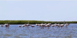 Spectacol roz. Păsările flamingo au poposit din nou în Delta Dunării flamingo delta dunării