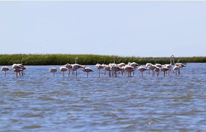 flamingo delta dunării