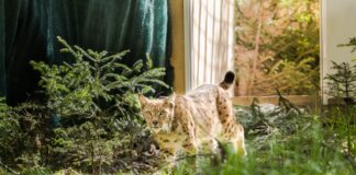 Râșii din România salvează populația de linx din Germania. Imagini superbe cu Viorel, primul râs transferat râs viorel românia germania