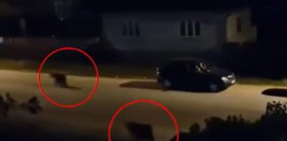 3 urși tineri au fost împușcați în Miercurea Ciuc, după ce autoritățile nu au reușit să îi tranchilizeze