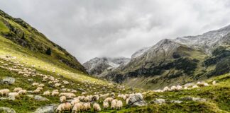 Salvamontiștii îi avertizează pe turiști să aibă grijă la câinii de stână agresivi: „Ciobanii au început să ducă oile la vale” oi turmă munte