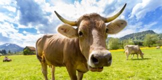 Prima țară din lume care îi taxează pe fermieri pentru gazele cu efect de seră emise de vaci, oi și porci vaci