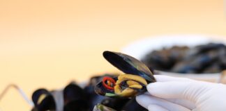 Recoltarea de scoici și rapane în Marea Neagră a fost interzisă. Pericolul identificat de autorități scoici