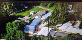 Plantație uriașă de canabis, cu 8.800 de plante, descoperită într-un oraș din România