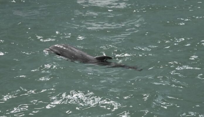 baby pui de delfin