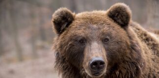 Ursul care a ucis o tânără pe Jepii Mici a fost testat pentru turbare. Ce arată analizele urs brun